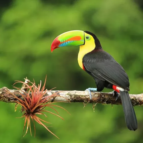Découverte du Costa Rica en liberté Découverte du Costa Rica en liberté Visuel